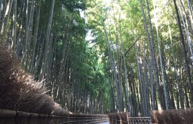 Fespa Kyoto furnished private room with Bamboo forest - Guest House in Muko-shi