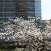 1R Apartment to Rent in Koto-ku View / Scenery