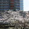 1R Apartment to Rent in Koto-ku View / Scenery